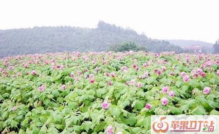 有哪些吓人的恐怖故事？ - 苹果DJ站