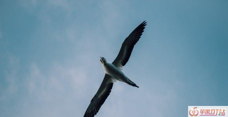 歌名有bird叫什么歌,网络歌曲叫什么鸟的歌 歌名有bird叫什么歌,网络歌曲叫什么鸟的歌