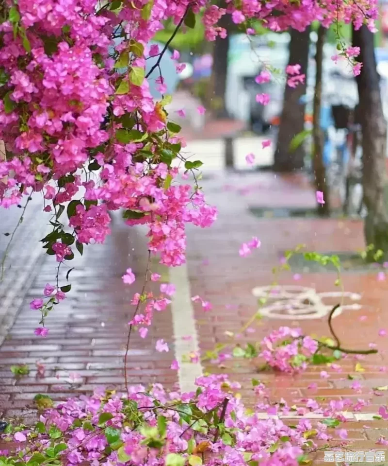 音乐相册歌曲怎么下载 音乐相册歌曲怎么下载 - 苹果DJ站